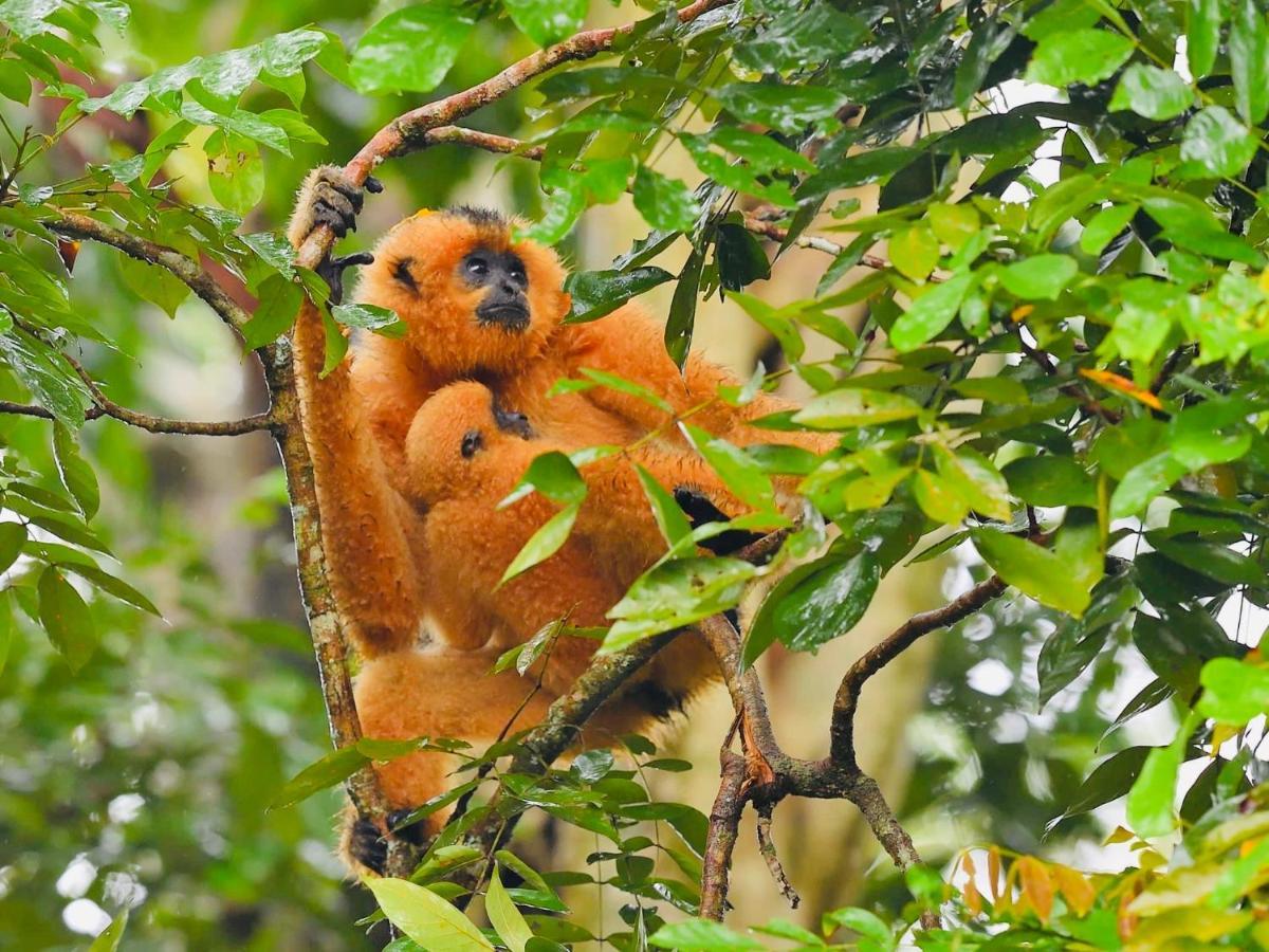 Gibbon Singing Home Stay Quan Tom 외부 사진